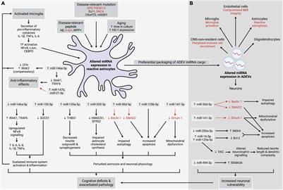 Astrocytic MicroRNA in Ageing, Inflammation, and Neurodegenerative Disease